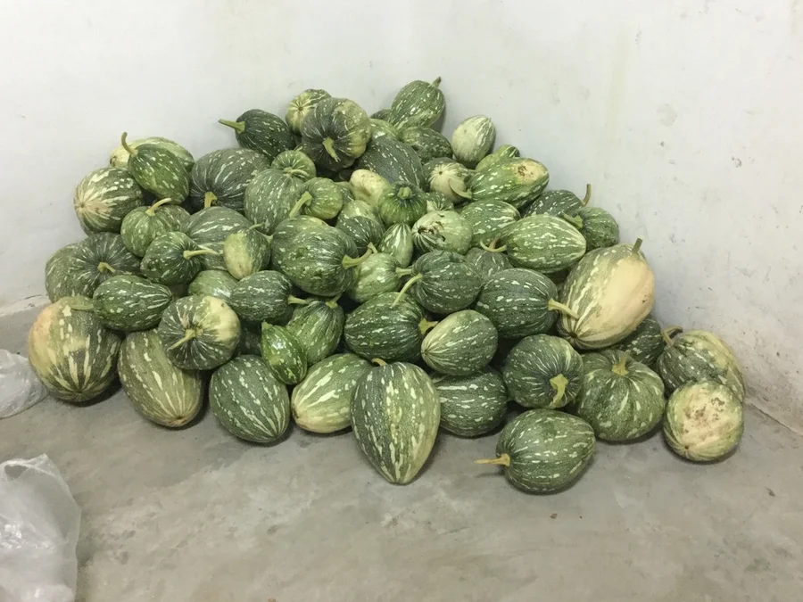 second batch of deshi pumpkin 1200